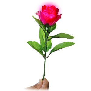 Light in the Rose-Plus