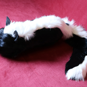 Spring  Skunk